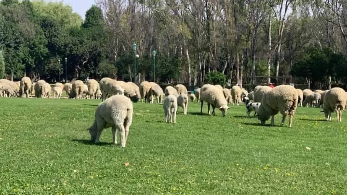 Borregos del Parque Tangamanga